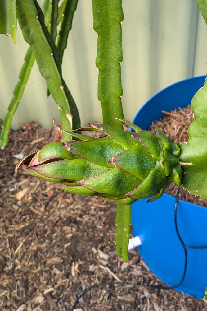 Green fruit